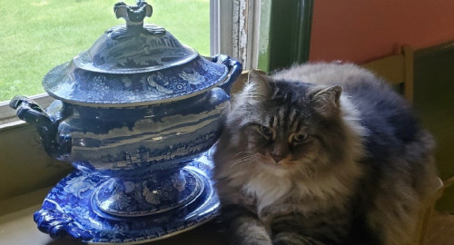 Cats Love Transferware