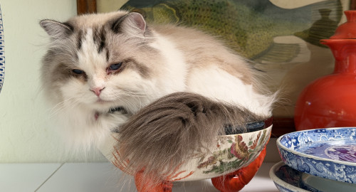 Transferware Bowl and Cat