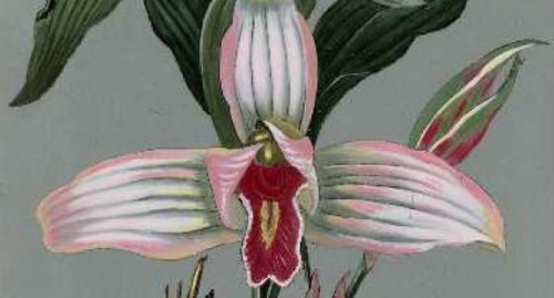Pots of Orchids: the Spode Bateman Connection